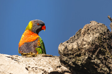 A Rainbow Lorikeet perched in a tree