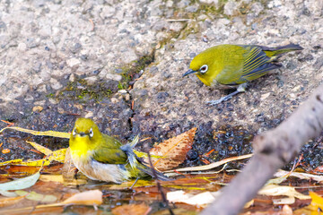 可愛いメジロ（メジロ科）
英名学名：Japanese White Eye, Zosterops Japonica (family...