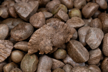 Cara moela, Cara,yam, cara de corda, cara de sapateiro, cara do ar, cara borboleta, inhame do ar