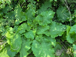 Large green burdock leaves in natural sunlight