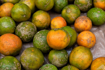 Limão cravo, Rangpur, Citrus × limonia, Citrus reticulata × medica, rangpur lime, mandarin lime or lemandarin