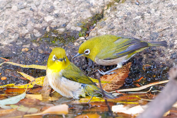 可愛いメジロ（メジロ科）
英名学名：Japanese White Eye, Zosterops Japonica (family Mejiroidea).
水盤で水浴びをしている。
