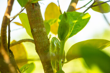 Jackfruit bud. green plant, focusing on a prominent, elongated bud