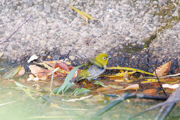 可愛いメジロ（メジロ科）
英名学名：Japanese White Eye, Zosterops Japonica (family Mejiroidea).
水盤で水浴びをしている。
