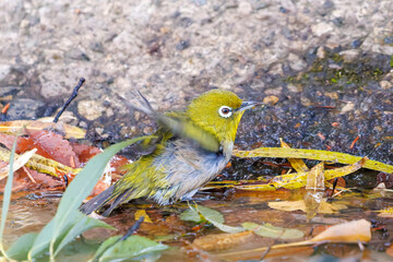 可愛いメジロ（メジロ科）
英名学名：Japanese White Eye, Zosterops Japonica (family Mejiroidea).
水盤で水浴びをしている。
