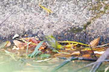 可愛いメジロ（メジロ科）
英名学名：Japanese White Eye, Zosterops Japonica (family Mejiroidea).
水盤で水浴びをしている。
