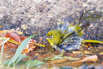 可愛いメジロ（メジロ科）
英名学名：Japanese White Eye, Zosterops Japonica (family Mejiroidea).
水盤で水浴びをしている。
