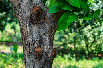 Obraz premium The textured trunk of a tree, likely mature, given the rugged and deeply furrowed bark