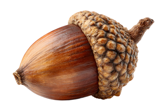 Captivating close-up of a single acorn against a stark transparent background reveals texture