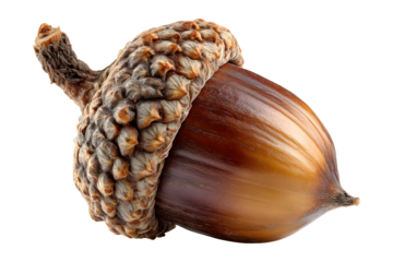 Single acorn studio shot on a transparent background exhibiting intricate details