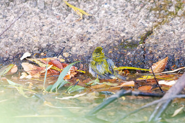 可愛いメジロ（メジロ科）
英名学名：Japanese White Eye, Zosterops Japonica (family Mejiroidea).
水盤で水浴びをしている。

