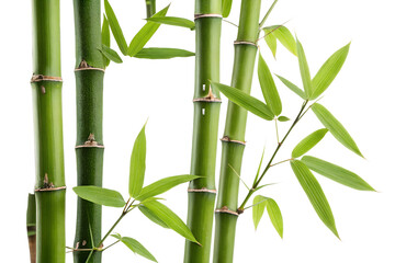bamboo stalks tree isolated on transparent white background