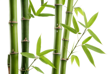 bamboo stalks tree isolated on transparent white background