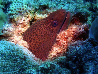 coral reef with fish