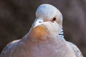 美しいカワラバト（ハト科）
英名学名：Rock Pigeon (Columba livia)
神奈川県横浜市三ツ池公園-2025

