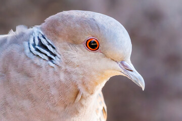 美しいカワラバト（ハト科）
英名学名：Rock Pigeon (Columba livia)
神奈川県横浜市三ツ池公園-2025
