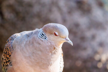 美しいカワラバト（ハト科）
英名学名：Rock Pigeon (Columba...