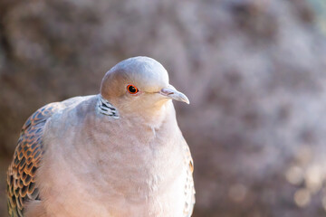 美しいカワラバト（ハト科）
英名学名：Rock Pigeon (Columba livia)
神奈川県横浜市三ツ池公園-2025
