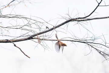 飛翔する美しいモズ（モズ科）
英名学名：Bull headed shrike (Lanius bucephalus)
神奈川県横浜市三ツ池公園-2025
