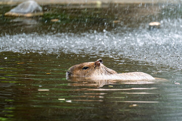 Side view of a capybara gliding through calm water under light rainfall