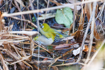 可愛いメジロ（メジロ科）
英名学名：Japanese White Eye, Zosterops Japonica (family...