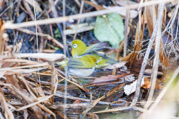 可愛いメジロ（メジロ科）
英名学名：Japanese White Eye, Zosterops Japonica (family Mejiroidea).
水盤で水浴びをしている。
