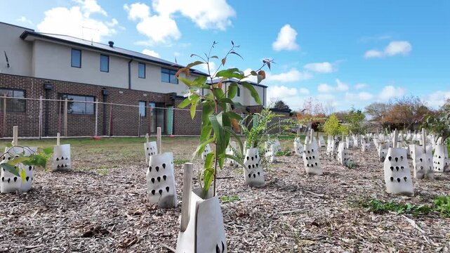 Newly planted young trees protected by ventilated guards, beside a residential construction site. Early-stage environmental integration in new suburban housing development in Australia.