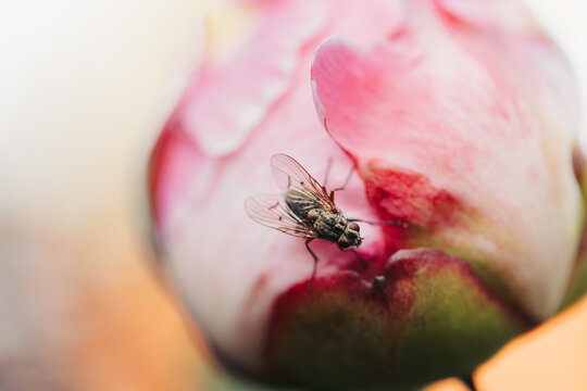 fly on flower