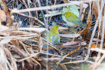 可愛いメジロ（メジロ科）
英名学名：Japanese White Eye, Zosterops Japonica (family Mejiroidea).
水盤で水浴びをしている。
