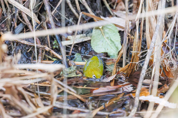 可愛いメジロ（メジロ科）
英名学名：Japanese White Eye, Zosterops Japonica (family Mejiroidea).
水盤で水浴びをしている。
