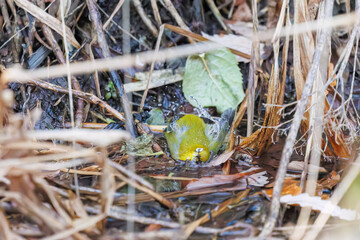 可愛いメジロ（メジロ科）
英名学名：Japanese White Eye, Zosterops Japonica (family Mejiroidea).
水盤で水浴びをしている。
