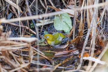 可愛いメジロ（メジロ科）
英名学名：Japanese White Eye, Zosterops Japonica (family...
