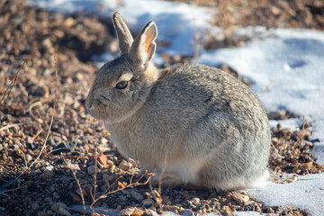 Wild rabbit in the snow in Wyoming desert prairie 