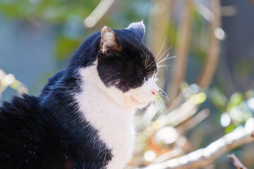 庭園を守る可愛い猫
神奈川県横浜市三ツ池公園-2025
