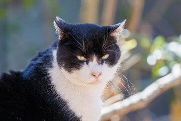 庭園を守る可愛い猫
神奈川県横浜市三ツ池公園-2025
