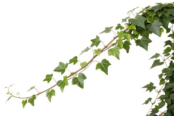 ivy climbing nature's organic growth style isolated on transparent background 
