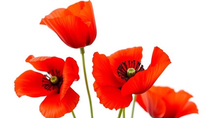 Naklejka premium Vibrant red poppy flower, petals unfurled, isolated on pure white background, summer, flora