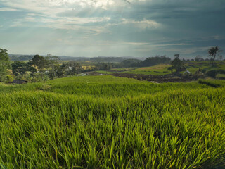Expansive landscape of vibrant green rice paddies stretching towards the horizon under a soft, cloudy sky.