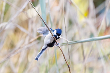 可愛いシジュウカラ（シジュウカラ科）
羽ばたき飛び立つ
英名学名：Japanese Tit (Parus minor, family comprising tits).
