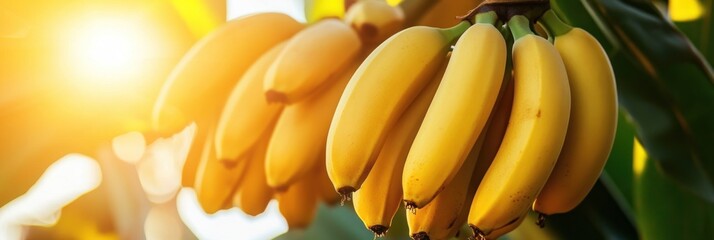Sunlit Banana Bunch on a Tropical Tree
