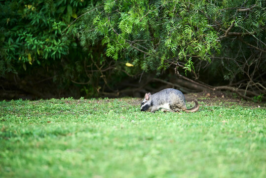 Plains viscacha or vizcacha, Lagostomus maximus, going for a walk at nightfall, in El Palmar National Park, Entre Rios, Argentina.
