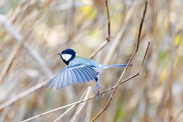 可愛いシジュウカラ（シジュウカラ科）
羽ばたき飛び立つ
英名学名：Japanese Tit (Parus minor, family comprising tits).
