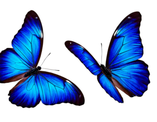 Set two beautiful blue tropical butterflies with wings spread and in flight isolated on whit.png