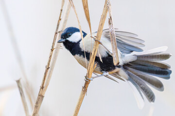 可愛いシジュウカラ（シジュウカラ科）
羽ばたき飛び立つ
英名学名：Japanese Tit (Parus minor, family comprising tits).
