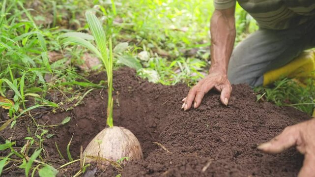 Farmer planting germinated coconut seedling in soil on farm or plantation, cocos nucifera