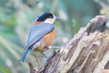 可愛いヤマガラ（シジュウカラ科）
木の実をくわえている。
英名学名：Varied Tit (Sittiparus varius)
神奈川県横浜市三ツ池公園-2025
