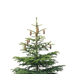 A serene Christmas tree with pinecones brings winter holiday magic in a on transparent background