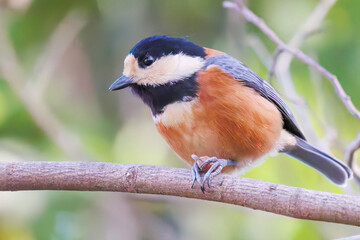可愛いヤマガラ（シジュウカラ科）
木の実をくわえている。
英名学名：Varied Tit (Sittiparus varius)
神奈川県横浜市三ツ池公園-2025
