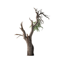A solitary old tree weathered and resilient clinging to life with vibrant on transparent background