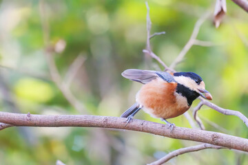 可愛いヤマガラ（シジュウカラ科）
木の実をくわえている。
英名学名：Varied Tit (Sittiparus varius)
神奈川県横浜市三ツ池公園-2025
